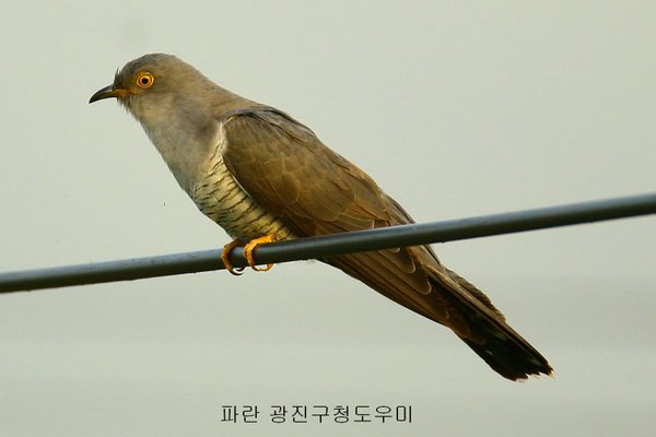 뻐꾸기